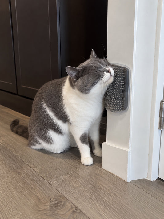 Gray and white cat using the Zoomies Corner Cat Scratcher
