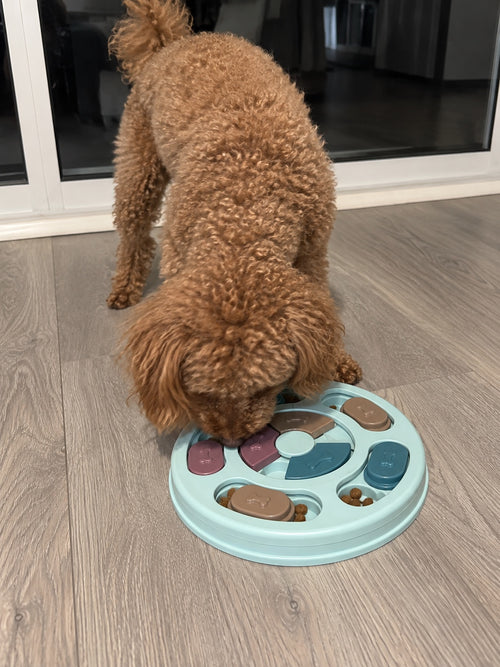 Apricot poodle using the Zoomies interactive slow feeder puzzle toy