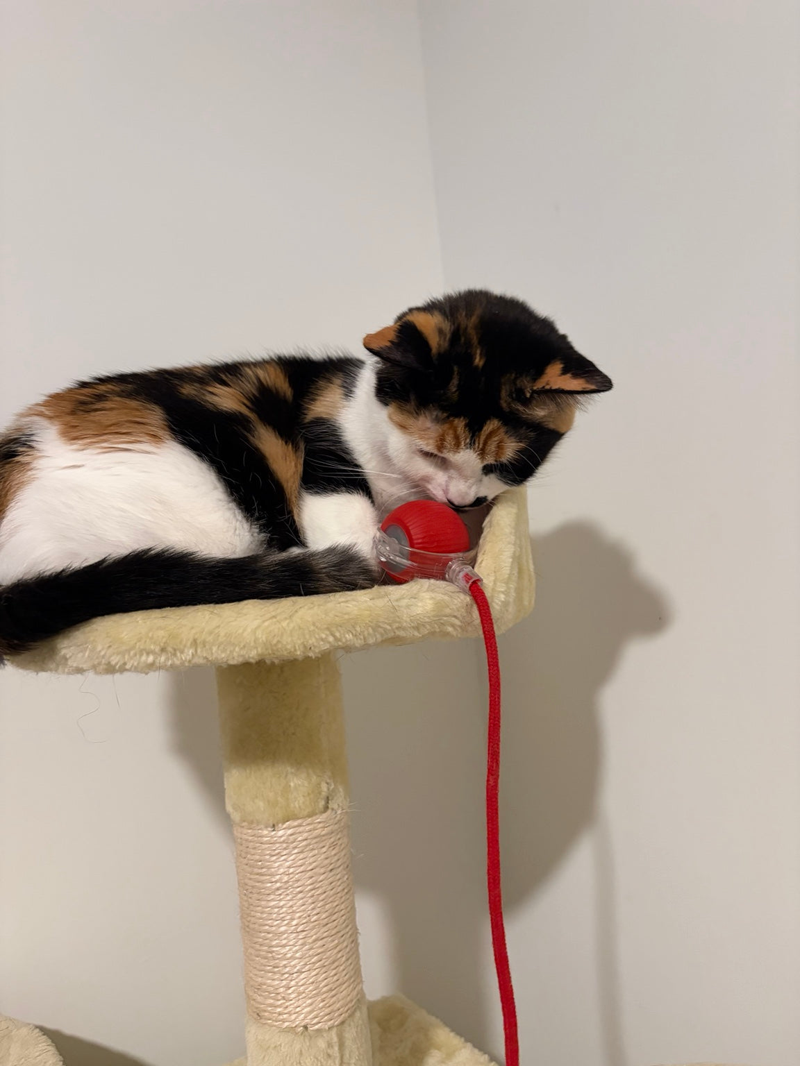Calico cat playing with the red Smart Rolling Pet Ball on a cat tree