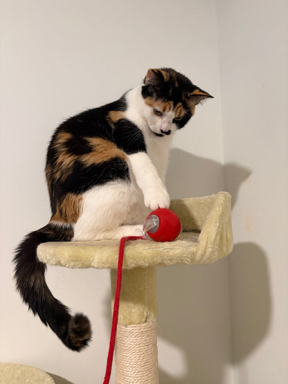 Calico cat playing with the red Smart Rolling Pet Ball