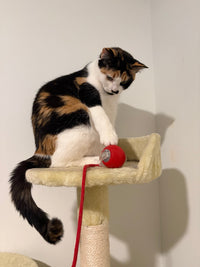 Smart Rolling Pet Ball
